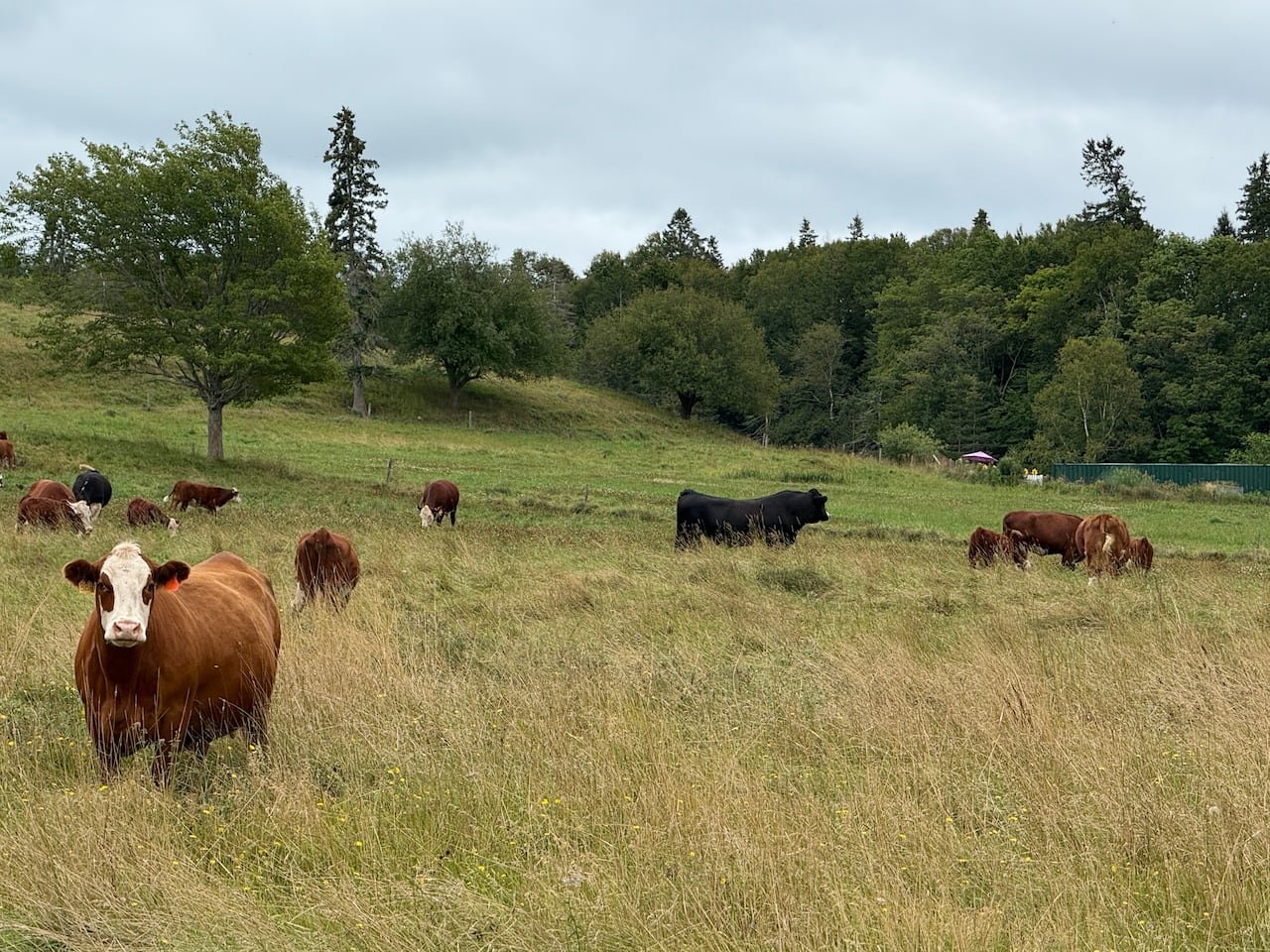 a group of cows and one bull